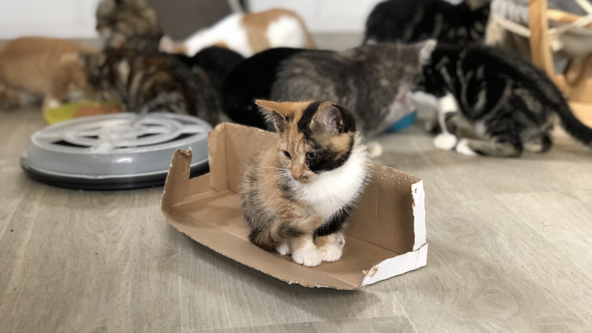 Kattenopvang kan druk niet aan 